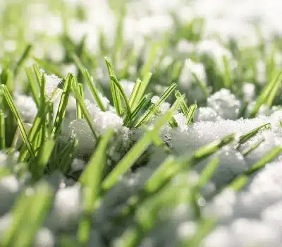 Zoom sur des fibres de pelouse artificielle prises dans la neige